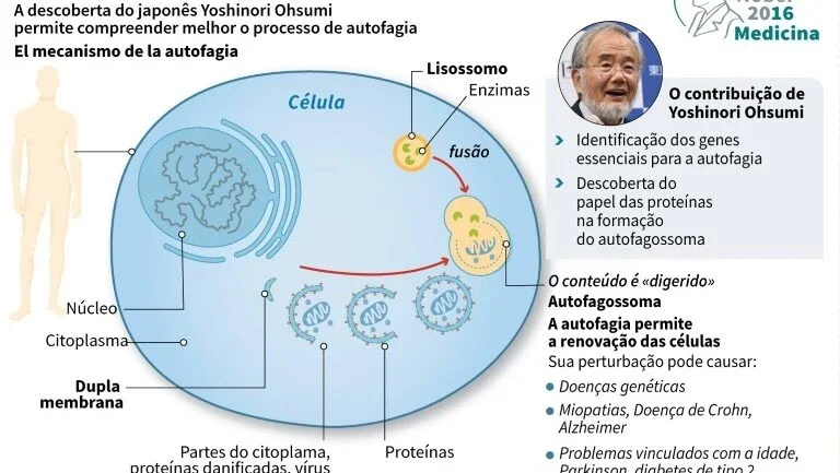 A autofagia, mecanismo chave para um envelhecimento saudável?