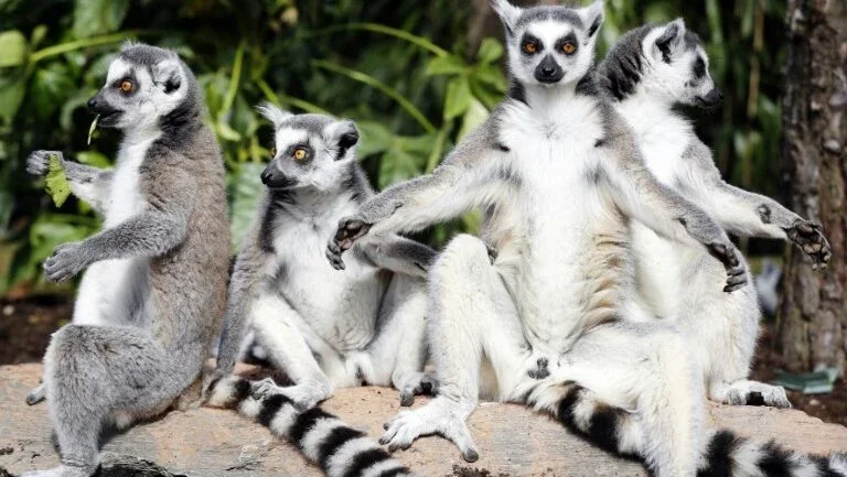 O paraíso dos lêmures no Madagascar