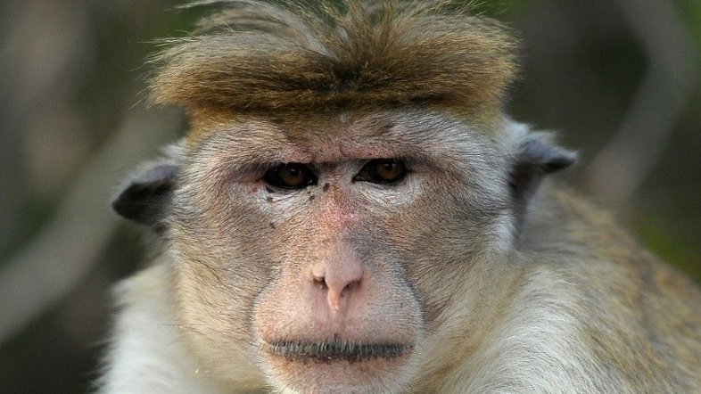 Células-tronco criadas em laboratório regeneram corações de macacos