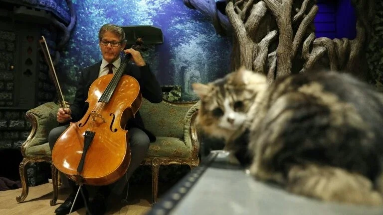 Um disco de música clássica para um público especial: os gatos