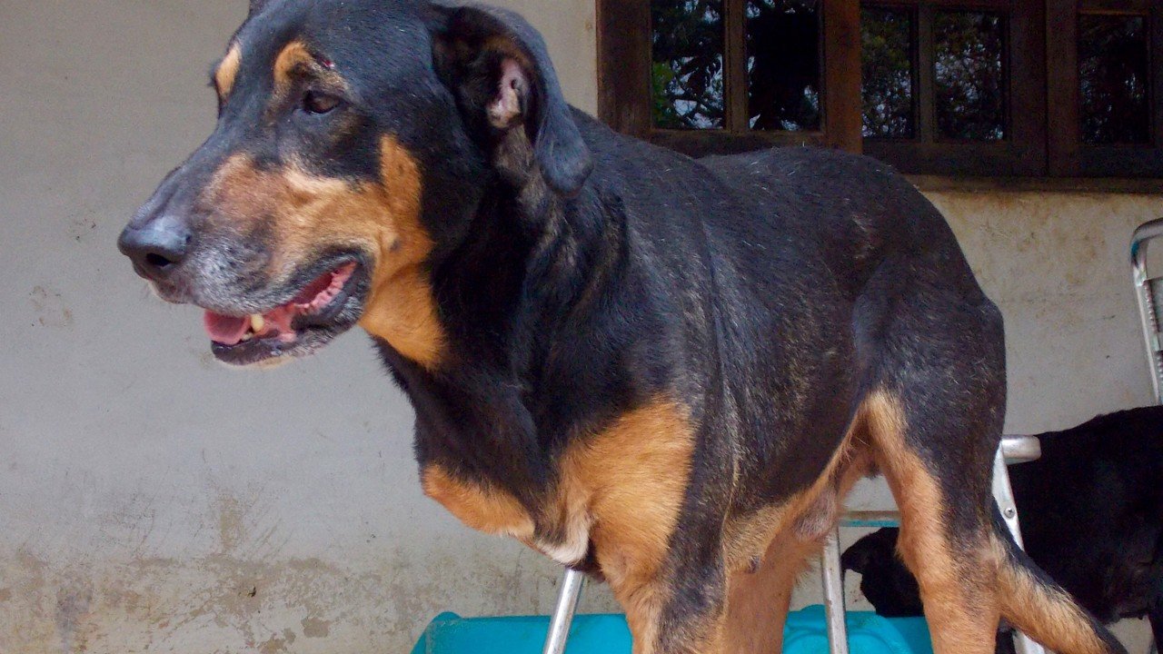 No Dia Mundial dos Animais, ONG pede ajuda para construir novo abrigo em SP