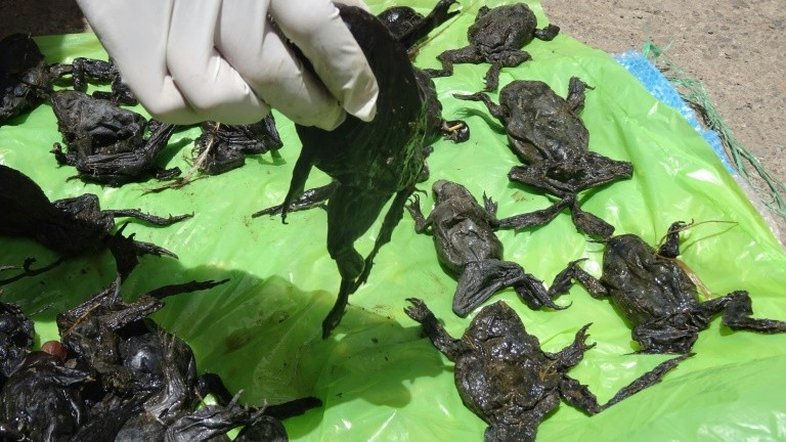 Morte de 10.000 rãs gigantes intriga Peru