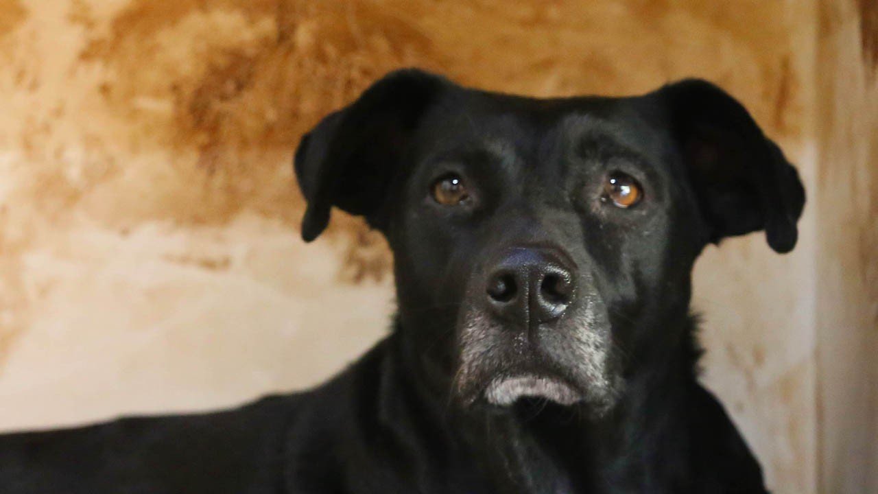 No Dia Mundial dos Animais, ONG pede ajuda para construir novo abrigo em SP