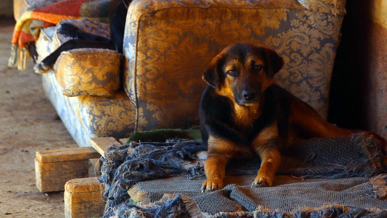 No Dia Mundial dos Animais, ONG pede ajuda para construir novo abrigo em SP