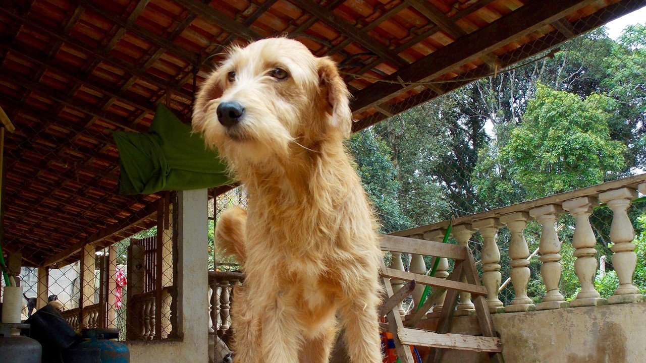 No Dia Mundial dos Animais, ONG pede ajuda para construir novo abrigo em SP