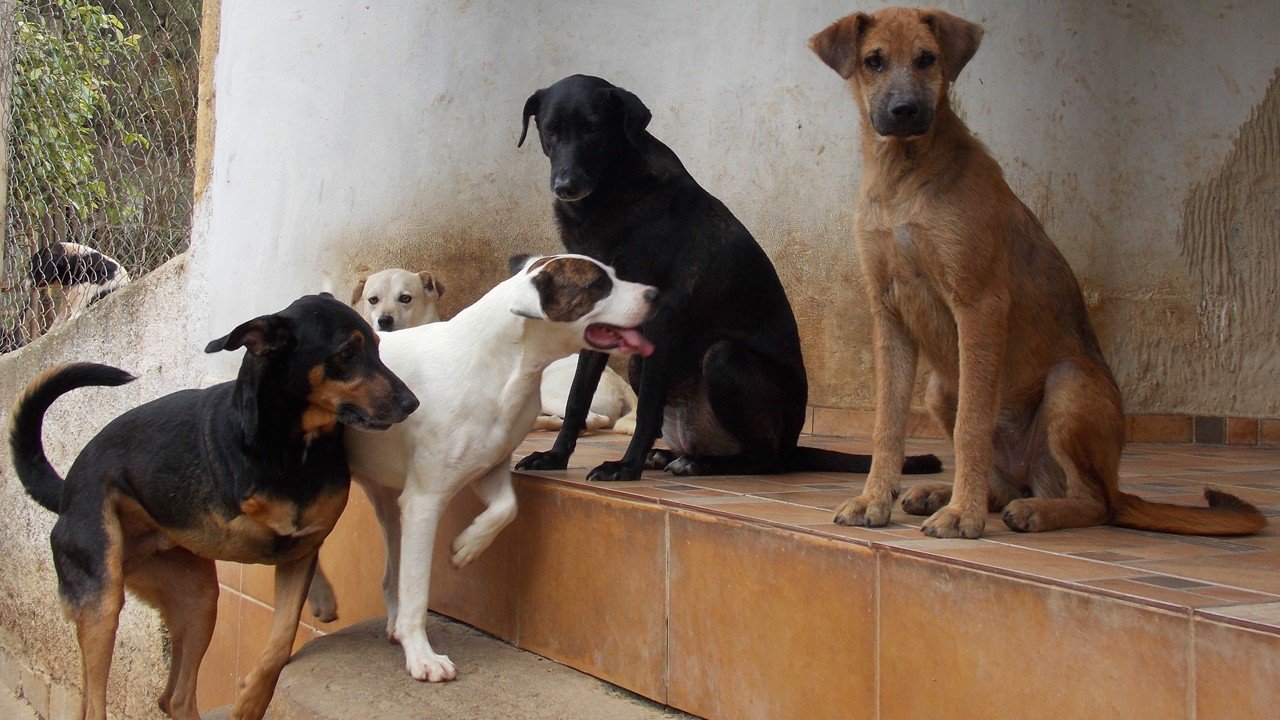 No Dia Mundial dos Animais, ONG pede ajuda para construir novo abrigo em SP