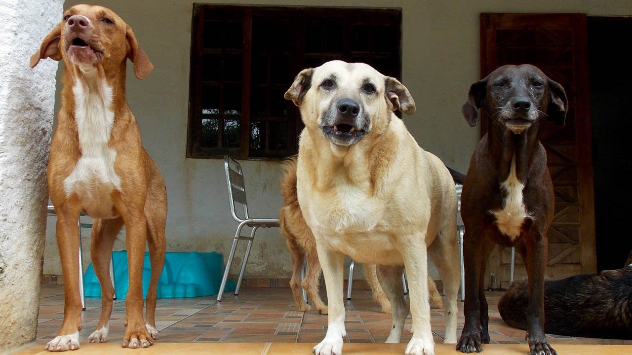 No Dia Mundial dos Animais, ONG pede ajuda para construir novo abrigo em SP