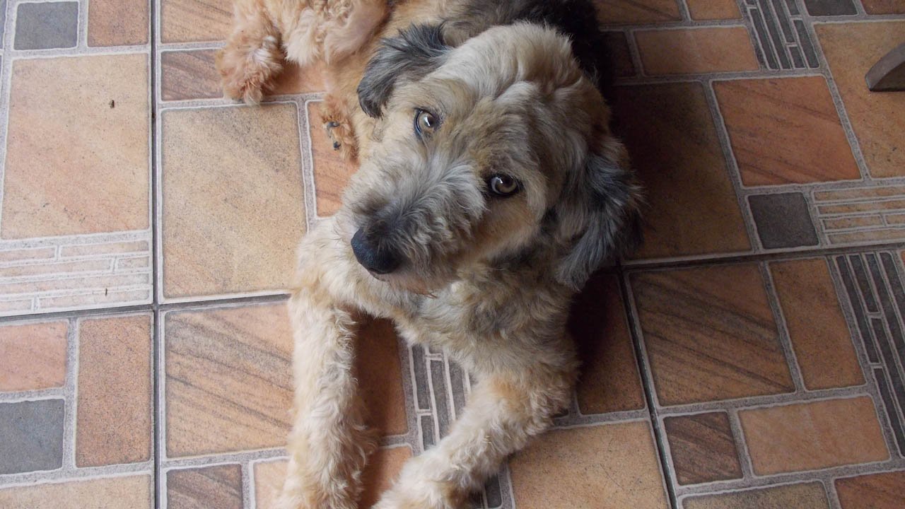 No Dia Mundial dos Animais, ONG pede ajuda para construir novo abrigo em SP