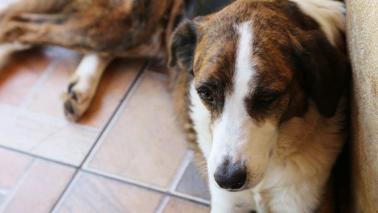 No Dia Mundial dos Animais, ONG pede ajuda para construir novo abrigo em SP