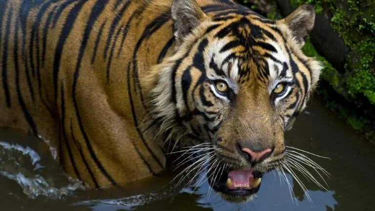 Tigres estão ameaçados pelo 