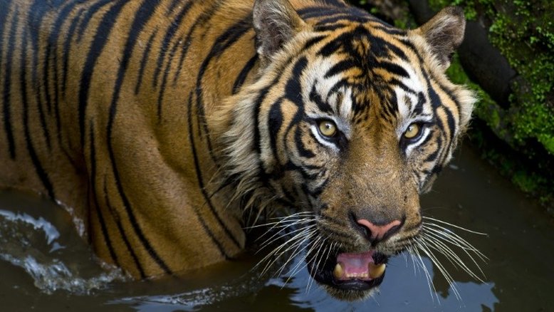 Tigres estão ameaçados pelo 'boom' de construções na Ásia