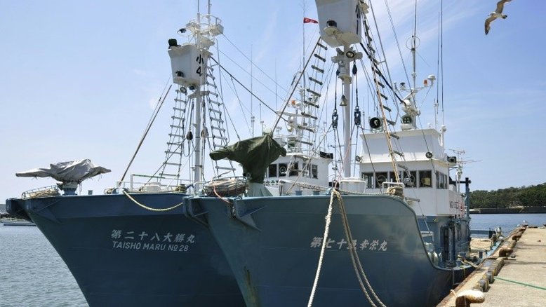 Dois baleeiros japoneses zarpam rumo à Antártica