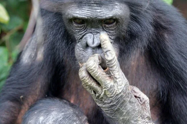 Macacos bonobos também precisam de óculos conforme envelhecem