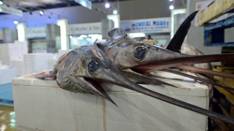 Acordo impõe cota de captura para peixe-espada no Mediterrâneo