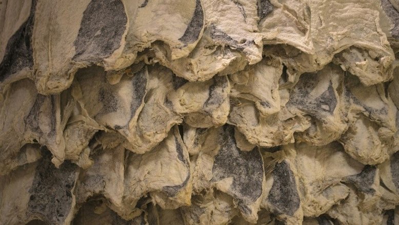 Parlamento Europeu põe fim a limites de tempo para pesca do bacalhau