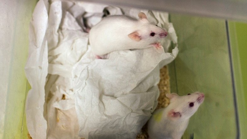 Anticorpo humano protege fetos de ratos contra zika