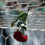 Conheça os jogadores da Chapecoense vítimas do acidente aéreo