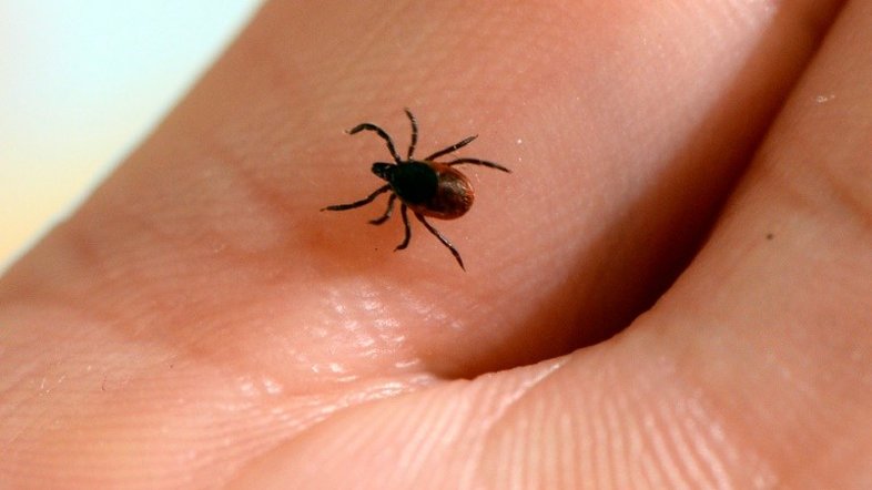 Carrapato, transmissor da borreliose de Lyme