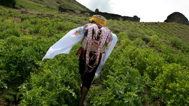 Plantação de batatas de 3.800 anos é descoberta no Canadá