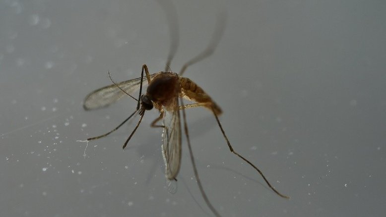 Nasce na Argentina bebê com microcefalia por zika