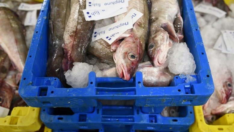 A globalização do peixe: os mares se esvaziam e as peixarias lotam