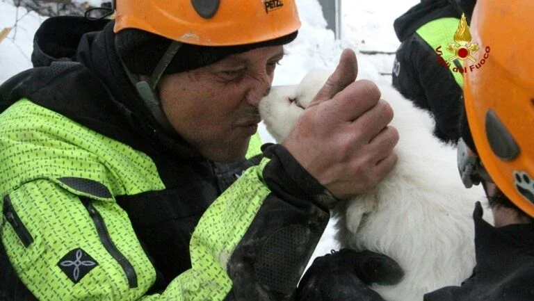 Itália: 3 cães resgatados em hotel atingido por avalanche; 7º corpo é encontrado