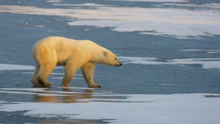 Cientistas lançam plano para salvar ursos polares do aquecimento global