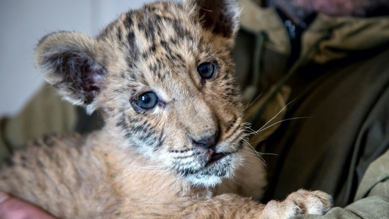 Raro híbrido de leão e tigre nasce em zoológico da Rússia
