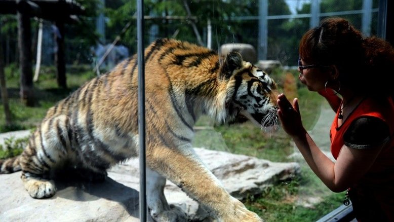 Tigre mata homem em zoológico chinês na frente de visitantes
