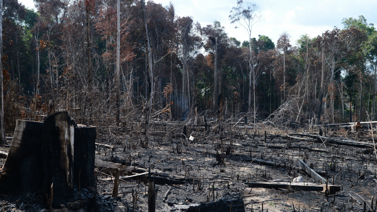 O fim da natureza selvagem: florestas intactas ameaçadas