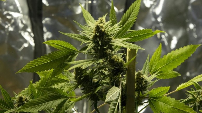 Anvisa libera registro e comercialização de remédios à base de maconha