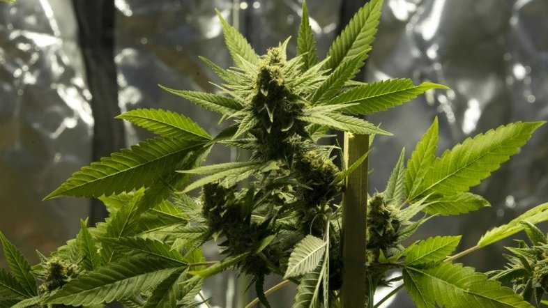 Anvisa libera registro e comercialização de remédios à base de maconha