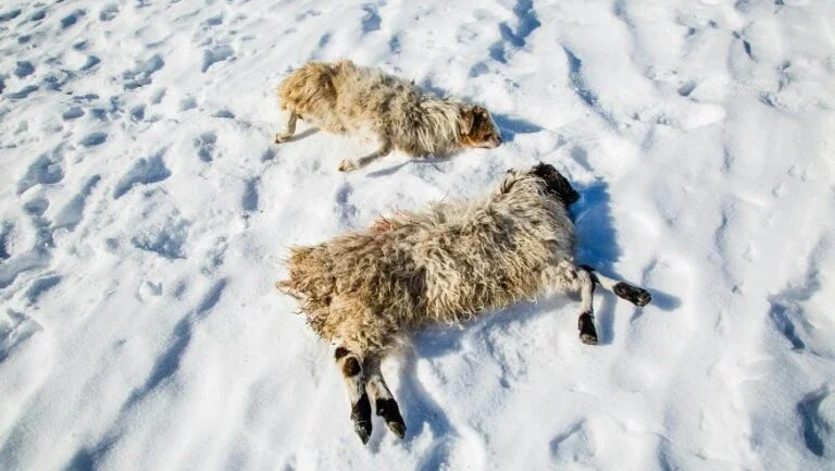 Frio extremo dizima gado dos nômades na Mongólia