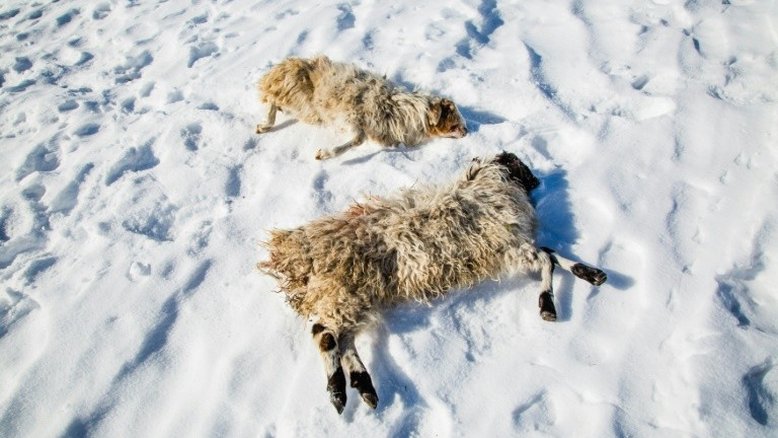 Frio extremo dizima gado dos nômades na Mongólia