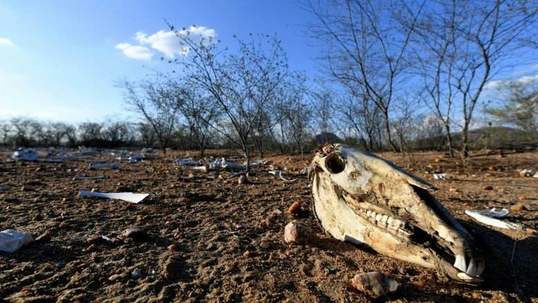Sertão nordestino enfrenta pior seca em um século