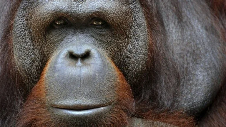 Impacto de mudanças climáticas sobre os animais é subestimado, aponta estudo
