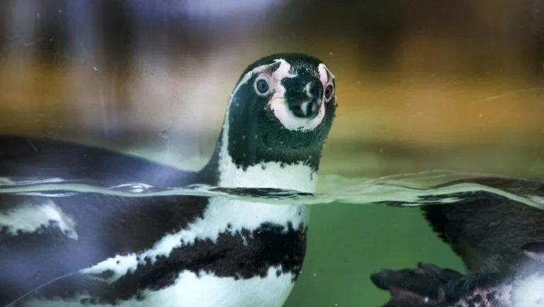 Mudanças climáticas ameaçam sobrevivência do pinguim africano, alerta estudo