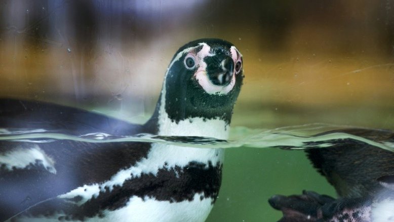 Mudanças climáticas ameaçam sobrevivência do pinguim africano, alerta estudo