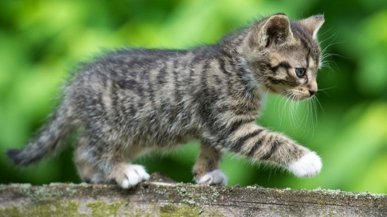 Livro escolar indiano sugere asfixiar gatos como experimento científico