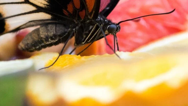 Diminui superfície onde borboleta-monarca hiberna no México