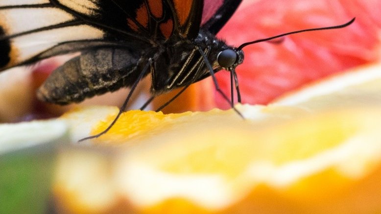 Diminui superfície onde borboleta-monarca hiberna no México