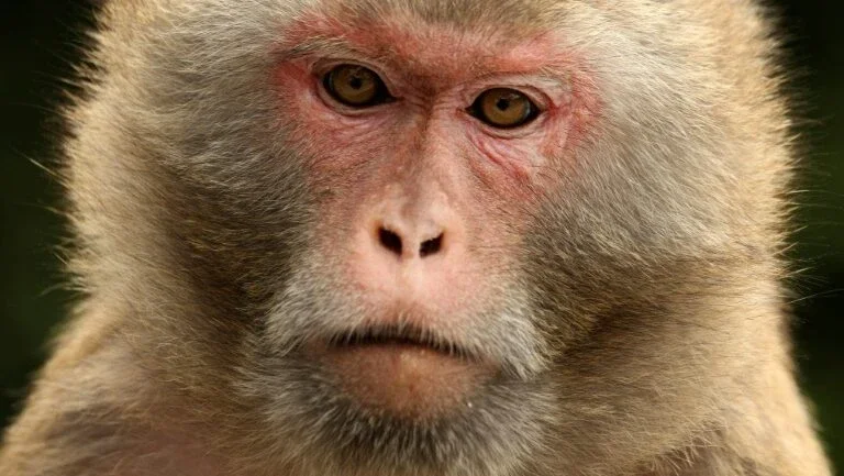 Zoológico japonês sacrifica 57 macacos para proteger espécie indígena