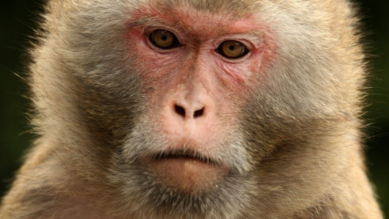Zoológico japonês sacrifica 57 macacos para proteger espécie indígena