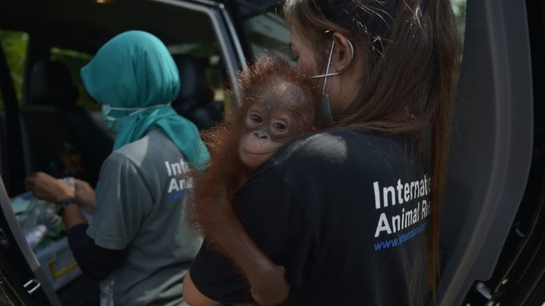 Bebê orangotango é salvo de se tornar animal de estimação
