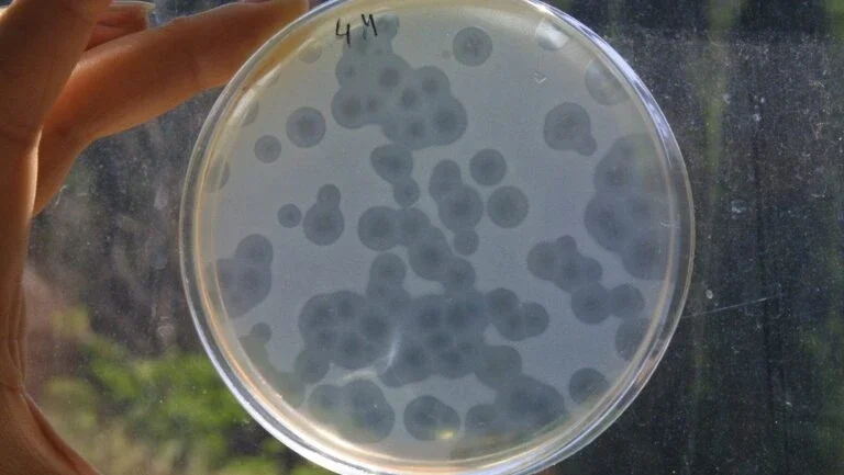OMS pede o desenvolvimento de novos antibióticos para 12 