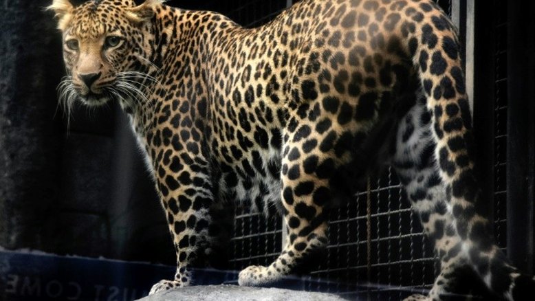 Fuga de vários leopardos causa pânico em parque na China