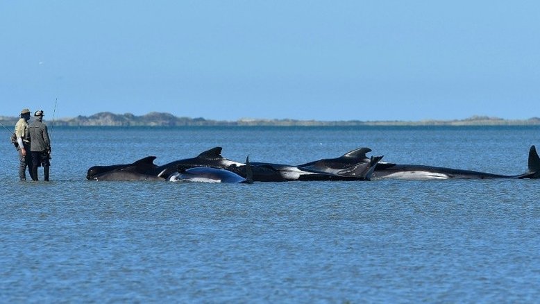 Centenas de baleias encalhadas conseguem voltar ao mar na Nova Zelândia