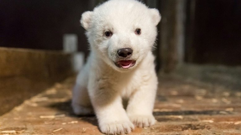 Fritz, o novo urso polar mascote de Berlim, após morte de Knut