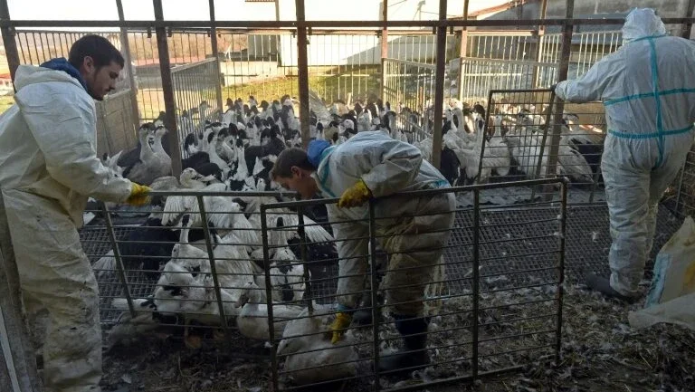 França vai sacrificar 600 mil patos para combater epidemia de gripe aviária