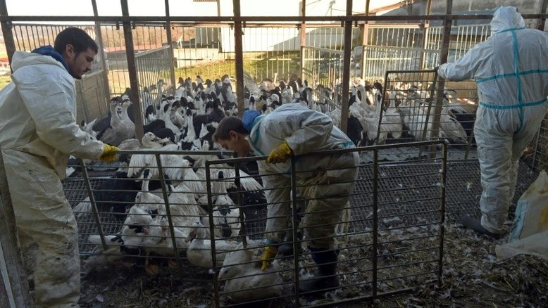 França vai sacrificar 600 mil patos para combater epidemia de gripe aviária